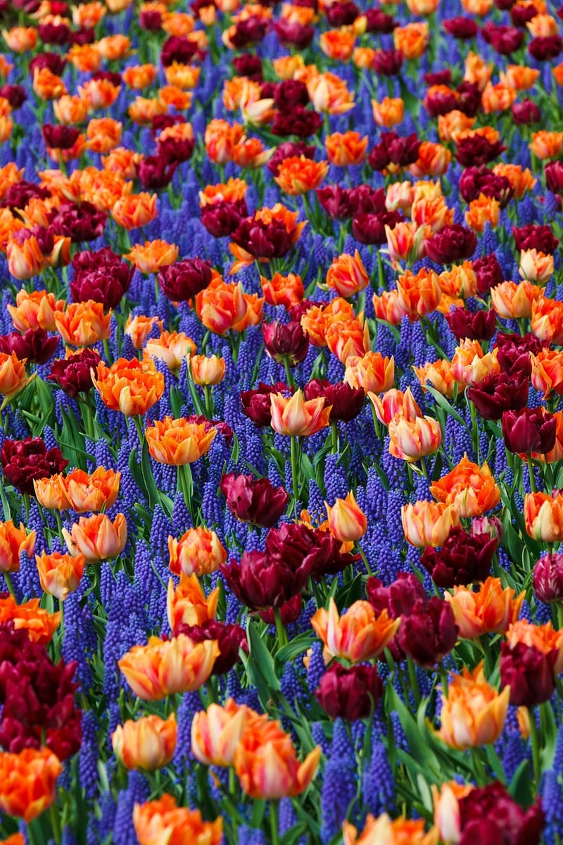 Landscaping Image
