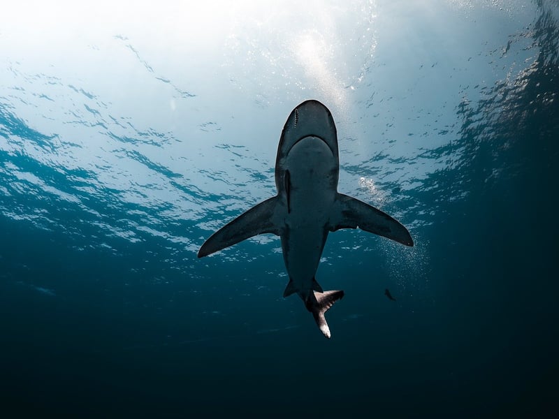 Shark Cage Diving
